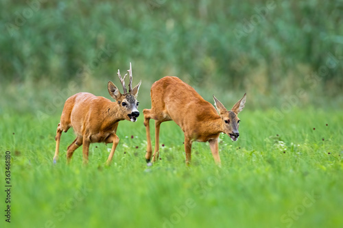 Pair of roe deer, capreolus capreolus, running on meadow in rutting season. Roebuck following doe in grass with blurred background. Animal male chasing female in field.