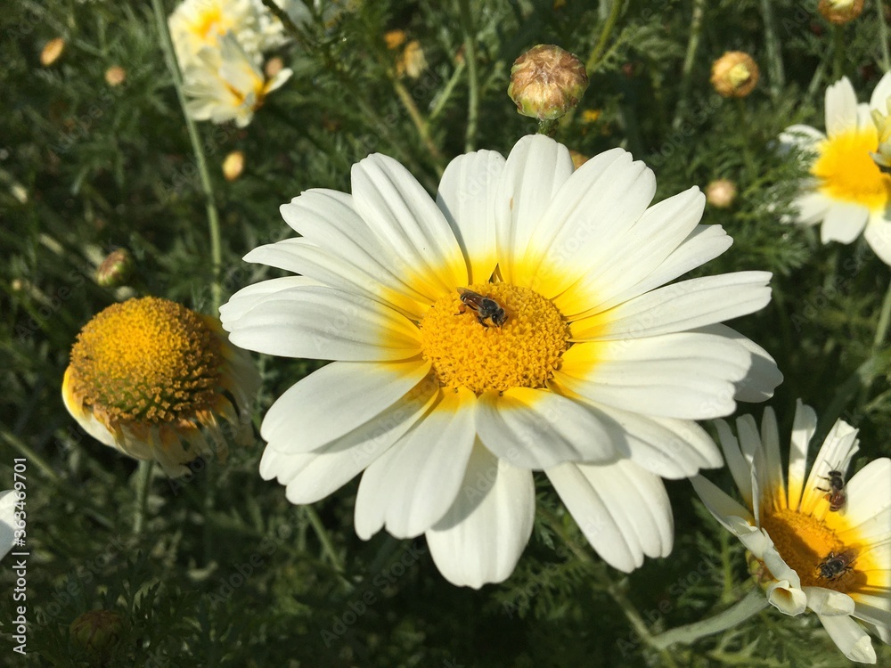 Obraz premium white daisies in a garden