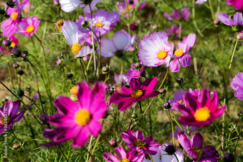 Beautiful Gesang flowers bloom in summer