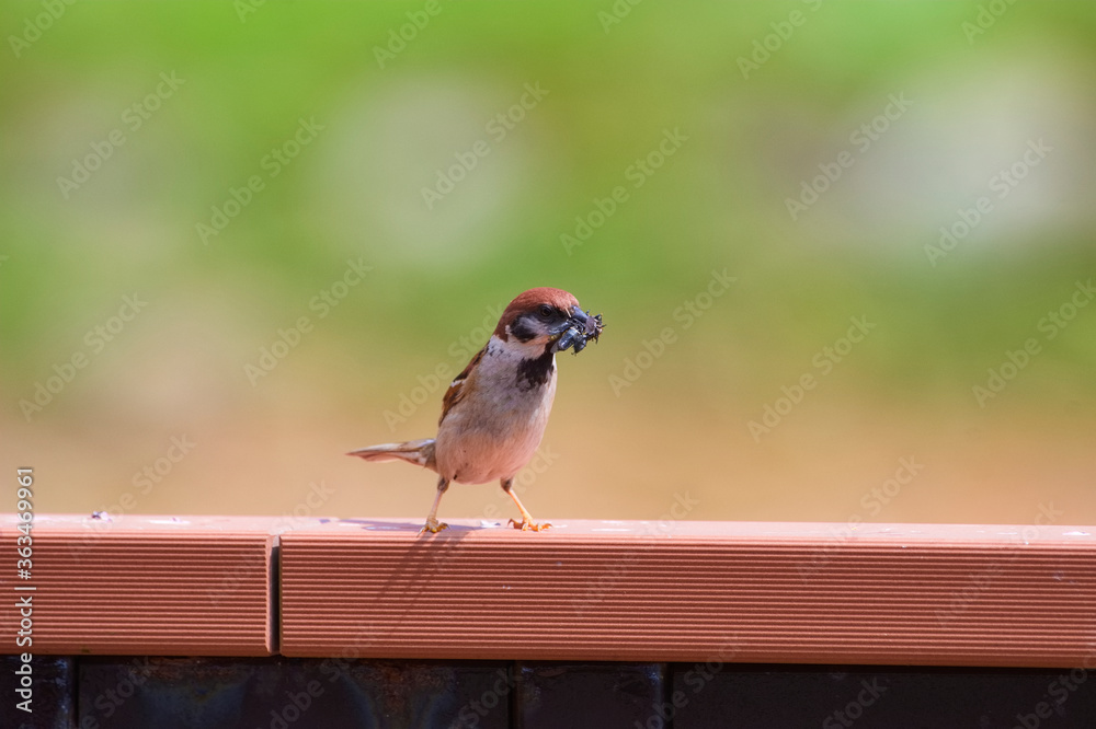 Fototapeta premium 食事中の手すりに留まるスズメ