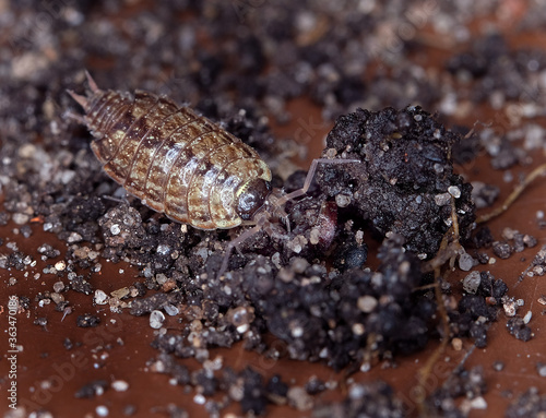  A woodlouse is a crustacean from the monophyletic suborder Oniscidea within the isopods. They are called that from being found in old wood. The first woodlice were marine isopods.