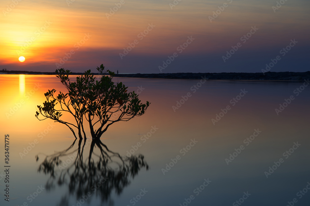 Fototapeta premium Mangrove tree in the river at sunset - Rapid Creek, Darwin, Australia.