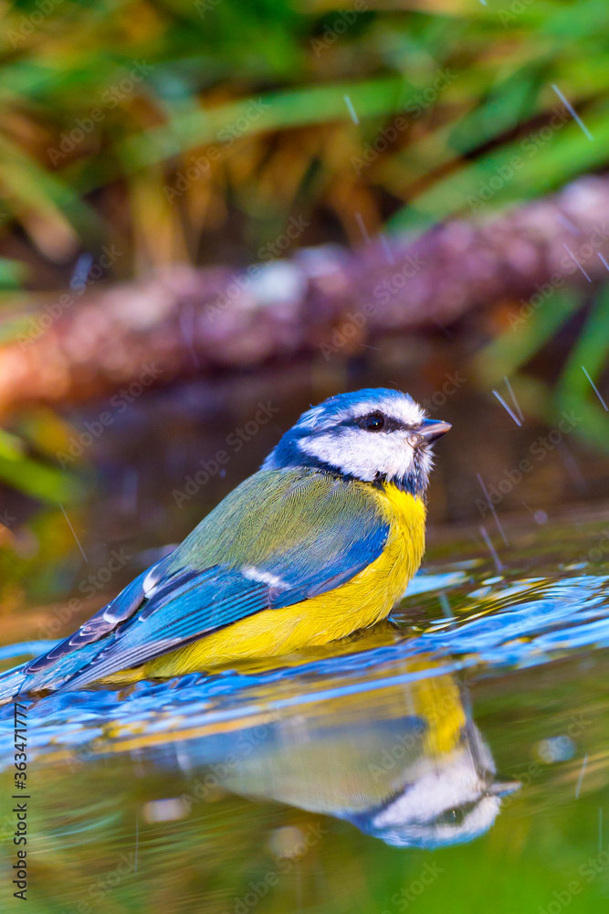 Obraz premium Blue Tit, Parus caeruleus, Forest Pond, Mediterranean Forest, Castile and Leon, Spain, Europe