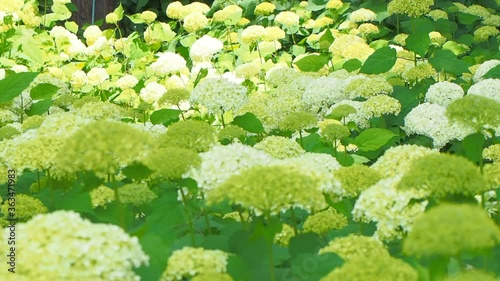 Wallpaper Mural white annabelle hydrangea flower field Torontodigital.ca