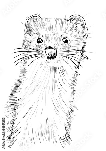  a ferret on the white