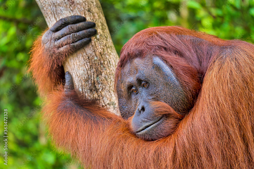 Fototapeta premium Orangutan, Pongo pygmaeus, Tanjung Puting National Park, Borneo, Indonesia