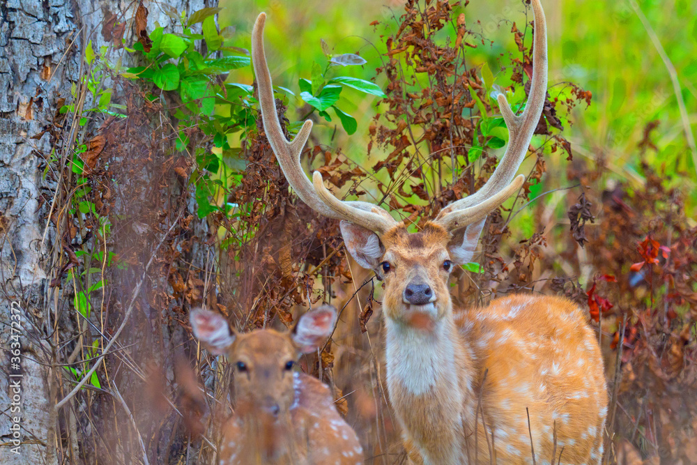 Spotted Deer, Cheetal, Axis Axis, Axis Deer, Royal Bardia National Park, Bardiya National Park, Nepal, Asia