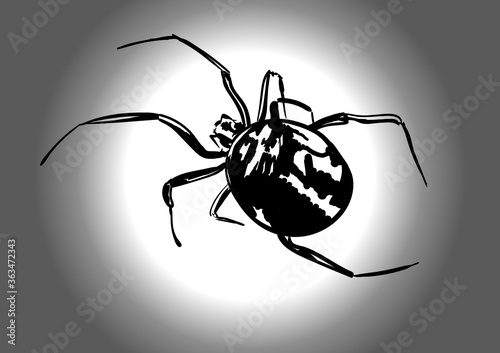 spider isolated on white background