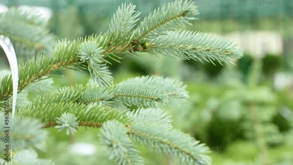 coniferous branch is moved by wind close-up on the background of another green bush coniferous branch is moved by wind close-up on the background of another green bush
