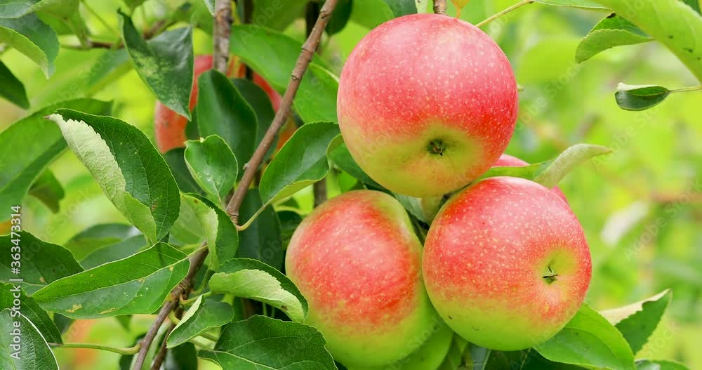 Ripe apples in the orchard.Red apple grow on a branch. Ripe apples in the orchard.Red apple grow on a branch.