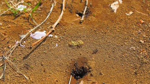 Wallpaper Mural searching for food ants and ant nest Torontodigital.ca