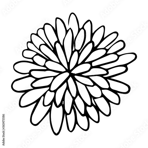 A blossoming bud of aster and chrysanthemum in doodle style. Outline drawing black-white vector illustration. For greeting cards and invitations of the wedding, birthday and other seasonal holiday.