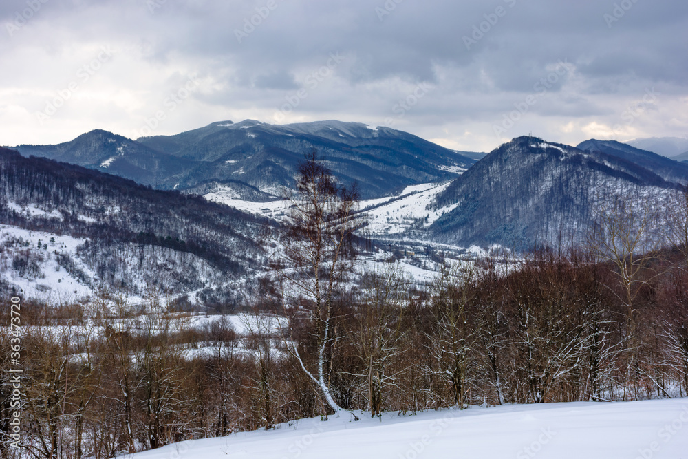 cloudy winter morning in mountains. tree on snow covered field. carpathian rural landscape. village in the distant valley