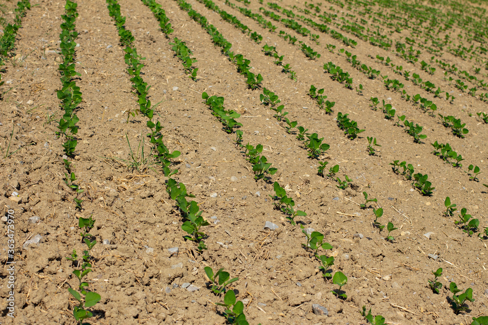Field with seedlings of soybeans, Glycine max Field with seedlings of soybeans, Glycine max