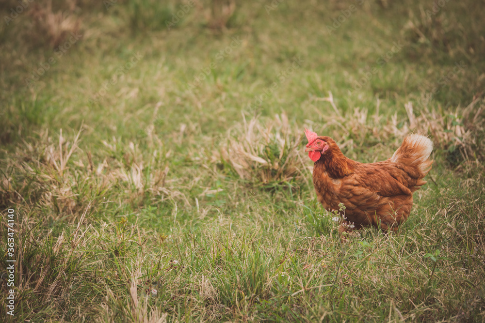 Fototapeta premium chicken in field