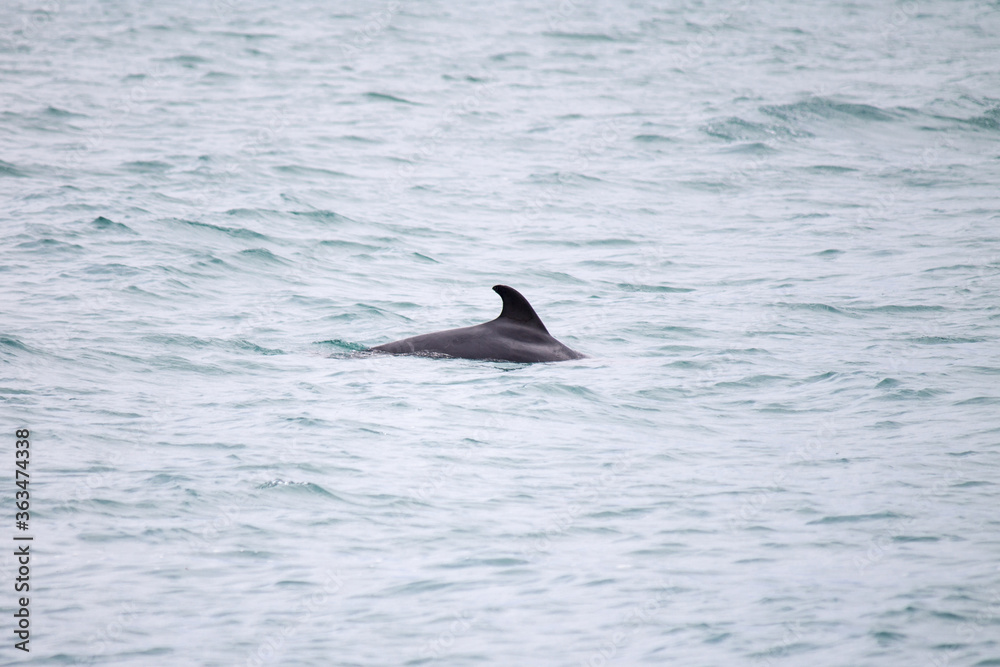 Fototapeta premium Dolphin swims in the sea. Dolphin back with fin visible from the water. Selective focus