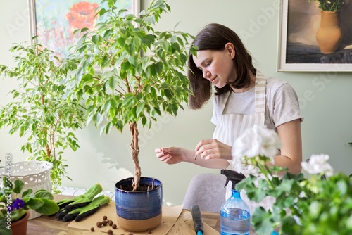 Girl fertilizes plant ficus benjamina tree in pot with mineral fertilizer in sticks at home
