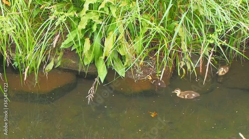 Wallpaper Mural searching for food common duck family Torontodigital.ca