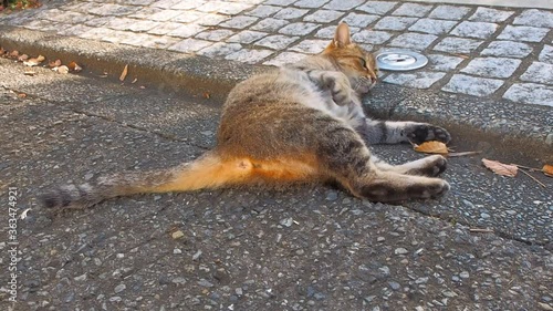 Wallpaper Mural purring playful beauty young cat Torontodigital.ca
