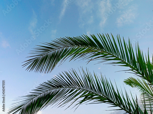  Palm tree on a background of blue sky with white clouds on a sunny day. Beautiful tropical landscape of dreams on a summer background for rest and relax