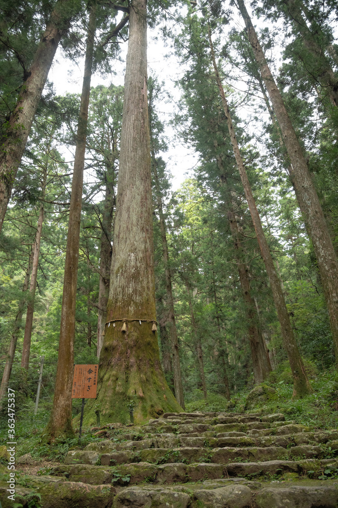 Fototapeta premium 新城市 鳳来寺山