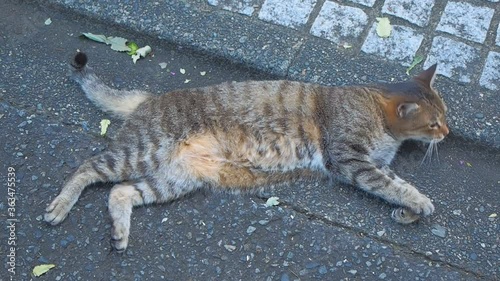 Wallpaper Mural purring playful beauty young cat Torontodigital.ca