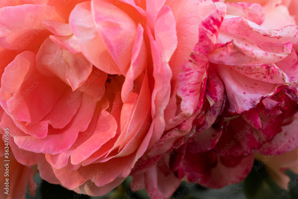 beautiful garden pink roses