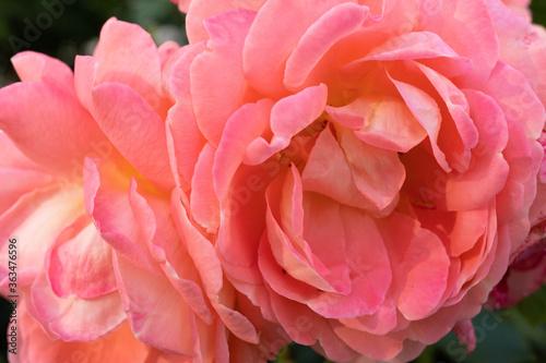 beautiful garden pink roses
