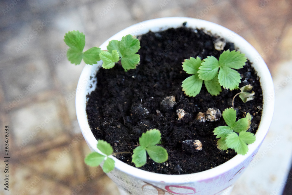 selective focus at the pot with small strawberry plants selective focus at the pot with small strawberry plants