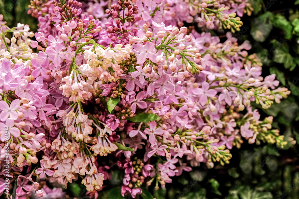 Bouquet of fragrant purple lilac. It's spring. Bouquet of fragrant purple lilac. It's spring.