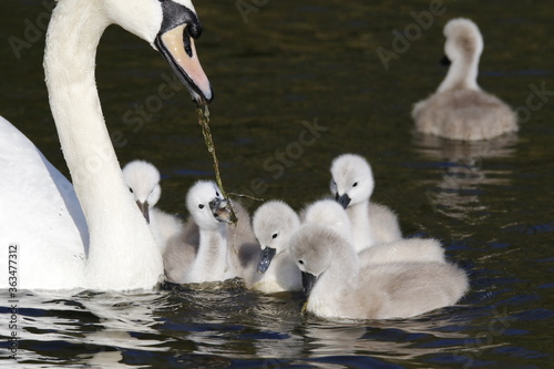 Fototapeta Naklejka Na Ścianę i Meble -  Mute swan cygnets swimming on the boating lake