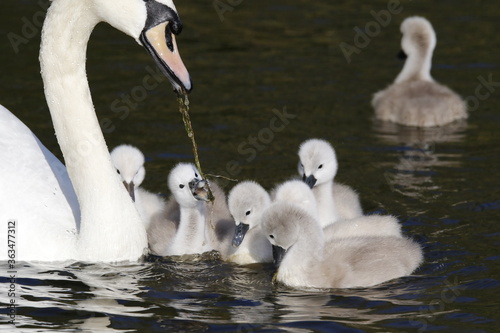 Mute swan cygnets swimming on the boating lake