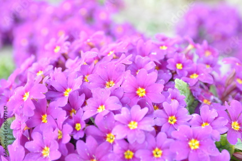 Primrose ordinary Primula vulgaris , or primrose in the spring garden. Beautiful lilac primrose flowers bloom garden.