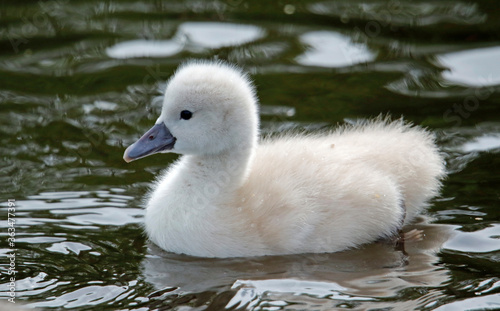 Mute swan cygnets swimming on the boating lake