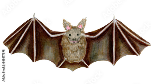 Flying bat isolated on white background. Halloween concept and symbol. Animal illustration. Watercolor markers hand drawn drawing in realistic cartoon. Scary, night vampire, danger, autumn october