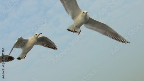 Shot of aerial view and flying seagulls in the blue sky, good sense of free birds.