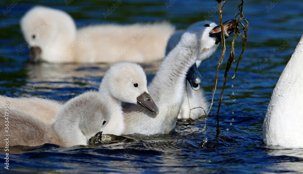 Mute swan cygnets swimming on the boating lake Mute swan cygnets swimming on the boating lake