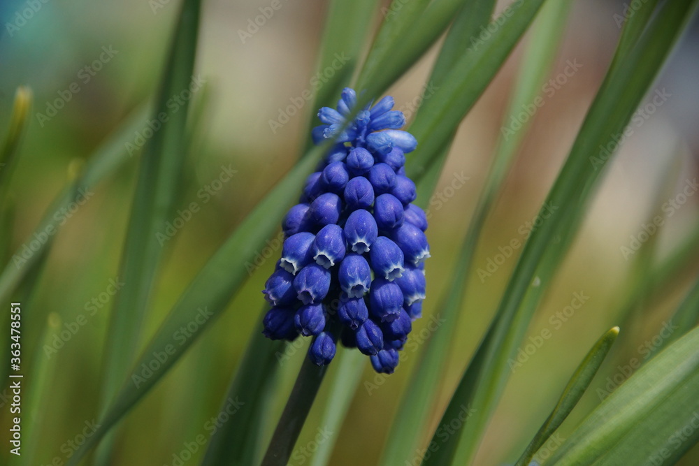 Obraz premium blue hyacinth flower