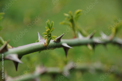 thorns on a branch © PHOTO