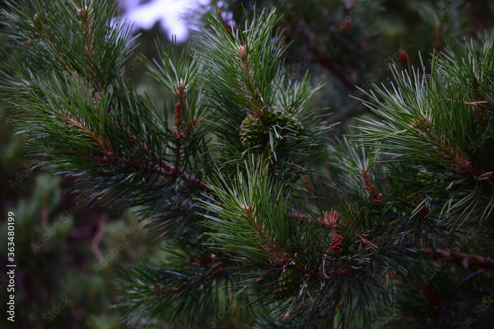 Pine tree close up in Golyshmanovo Tyumen region