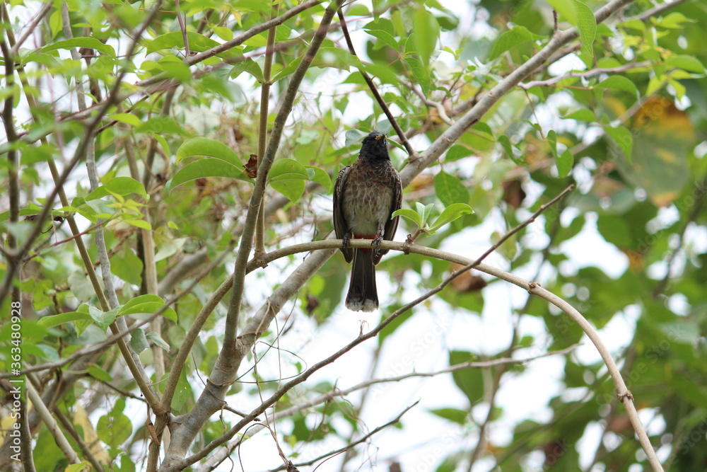 one Red Vented Bulbul bird or one bird sitting on the tree or tree branch on the morning with white background one Red Vented Bulbul bird or one bird sitting on the tree or tree branch on the morning with white background