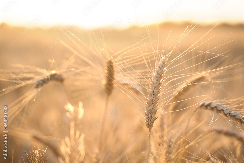 Ears of Golden wheat are closed. Rural scene in the sunlight. Summer background of ripening ears of agricultural landscape. Natural product of the wheat field. Ears of Golden wheat are closed. Rural scene in the sunlight. Summer background of ripening ears of agricultural landscape. Natural product of the wheat field.