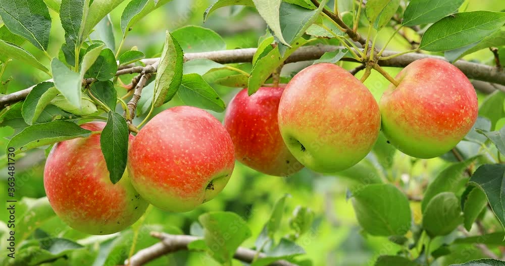 Ripe apples in the orchard.Red apple grow on a branch. Ripe apples in the orchard.Red apple grow on a branch.