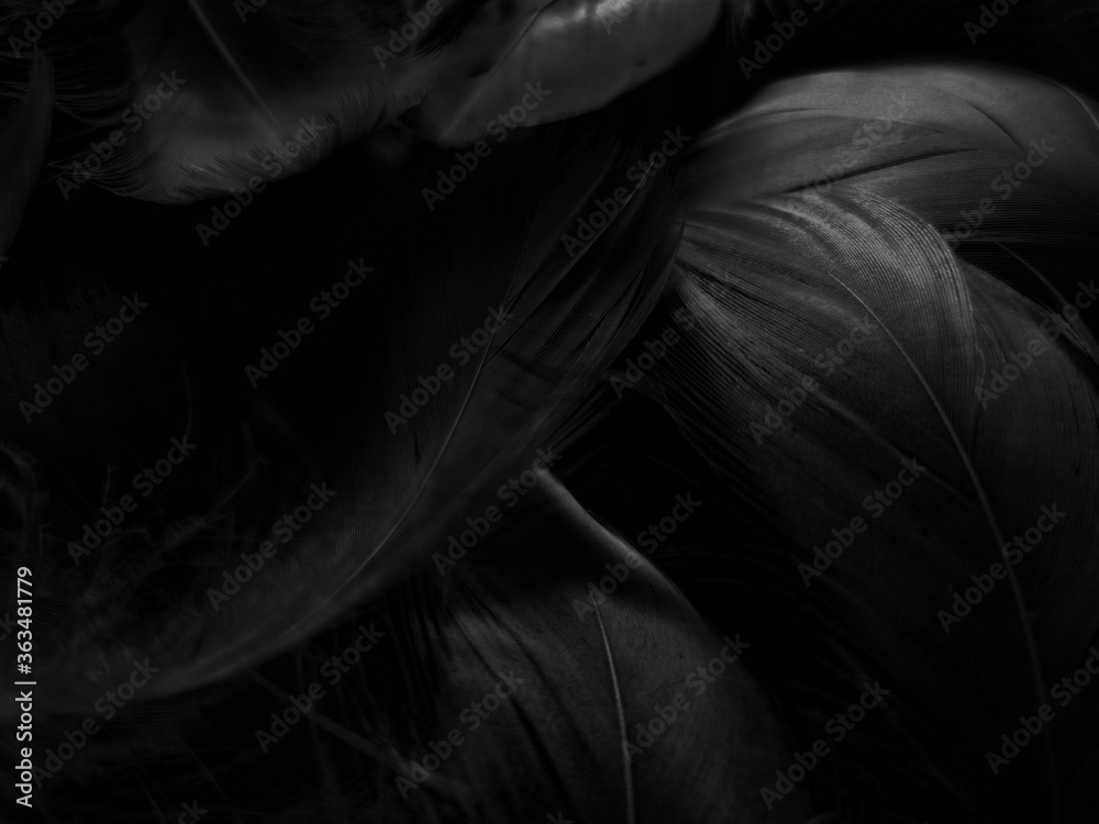 Beautiful abstract white feathers on black background and soft black feather texture on white pattern and light background, gray feather background, grey banners Beautiful abstract white feathers on black background and soft black feather texture on white pattern and light background, gray feather background, grey banners
