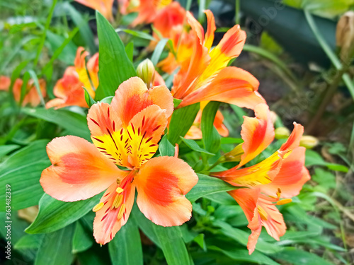 Alstroemeria orange flowers in full bloom to make a colourful floral background. Close-up of beautiful peruvian lily, lily of the Incas. © AnastasiaStark