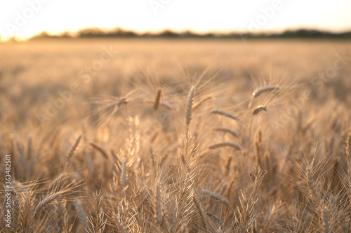 Ears of Golden wheat are closed. Rural scene in the sunlight. Summer background of ripening ears of agricultural landscape. Natural product of the wheat field.