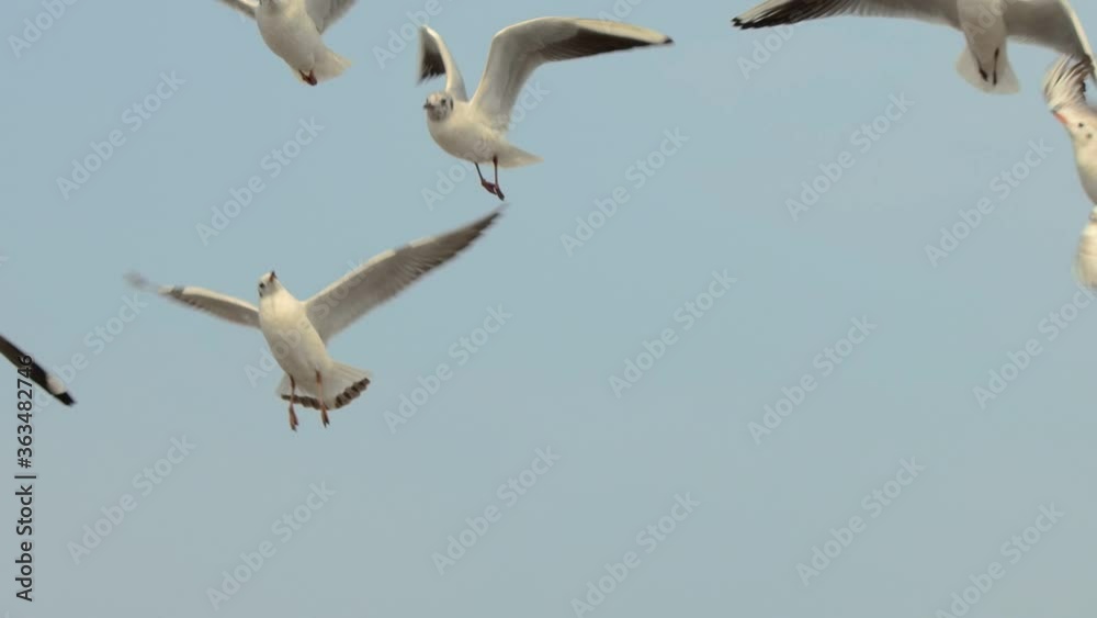 Shot of moving and flying seagulls in the sky. Shot of moving and flying seagulls in the sky.