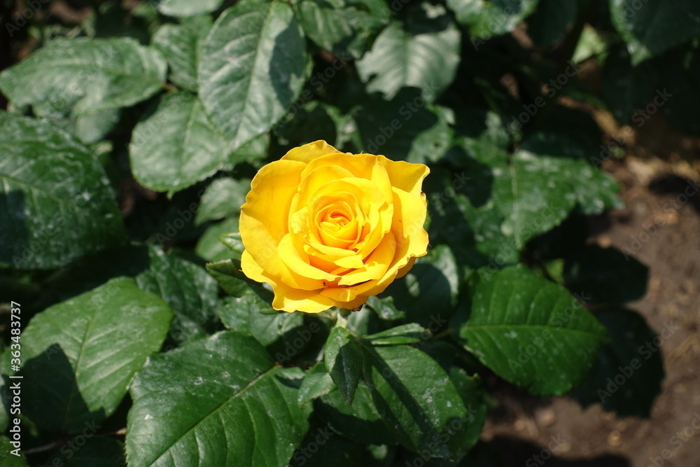 Bright amber yellow flower of rose in June Bright amber yellow flower of rose in June