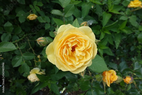 Closed buds and amber yellow flower of rose in May