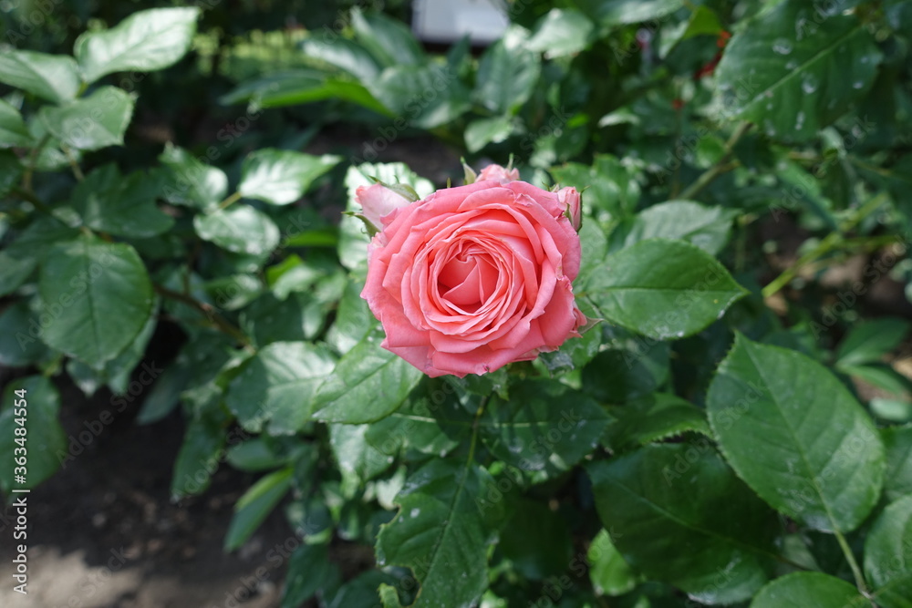 A flower of bright pink rose in June